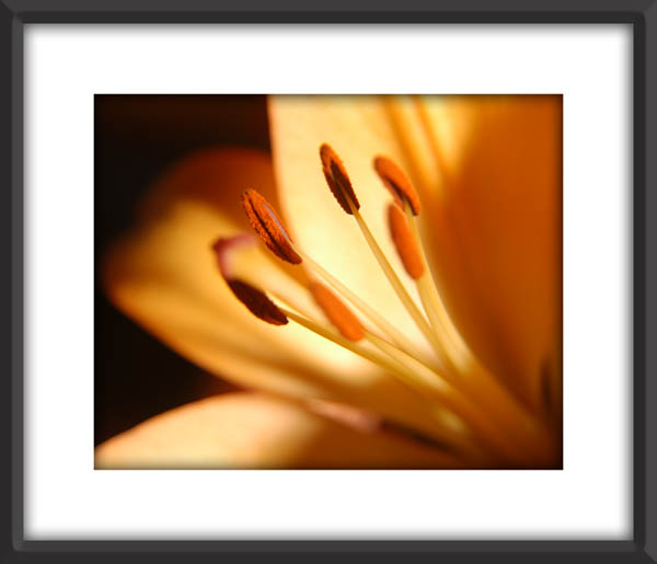 Flower_3253.jpg