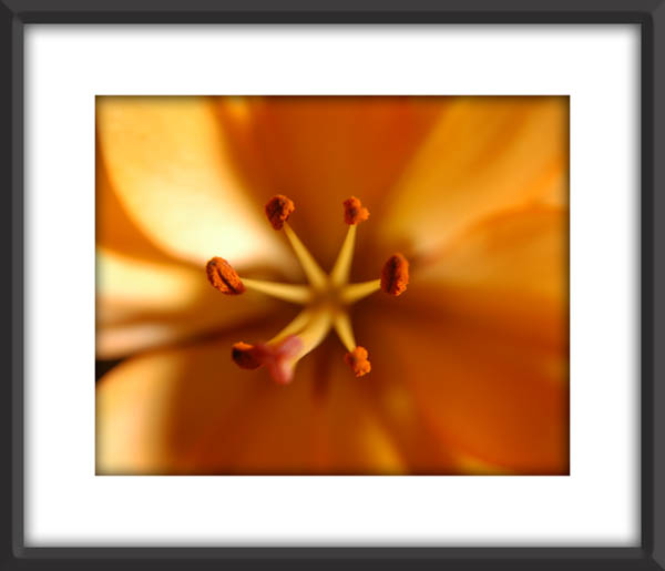 Flower_3255.jpg