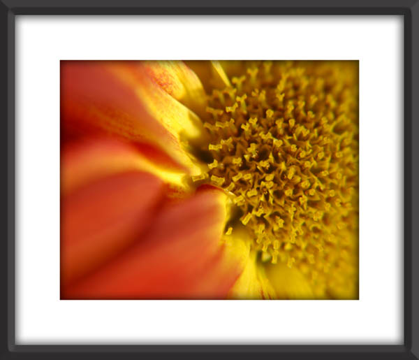 Flower_3258.jpg