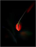 Themes- 18.JPG