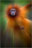 Themes- 22.JPG