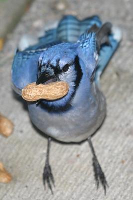 Blue Jay with peanut