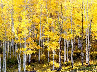 Aspen Gold