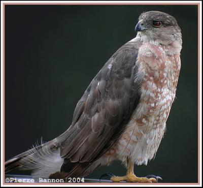 Épervier de Cooper (Cooper's Hawk)