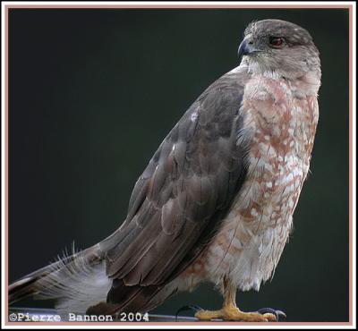 pervier de Cooper (Cooper's Hawk)