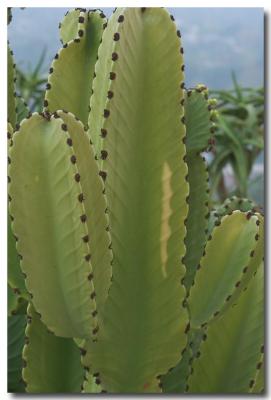Cacti #1