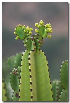 Cacti #2