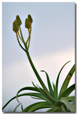 Cacti #3