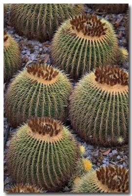 Cacti #4