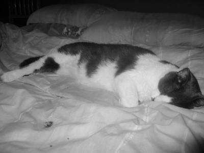 Zigzag - mon chat - my cat