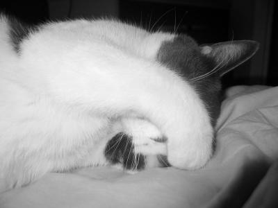 Zigzag - mon chat - my cat