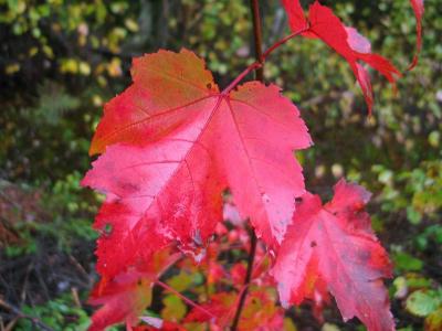 Couleurs  Val David