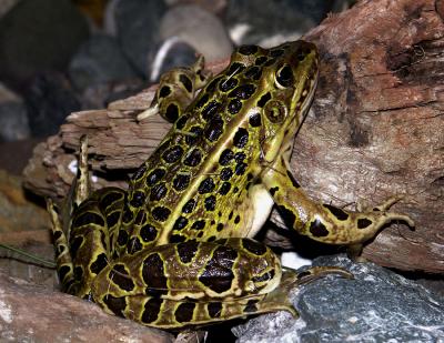 LeopardFrog.jpg