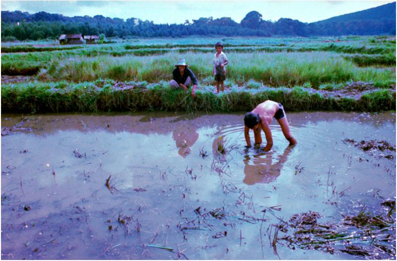 Preparing Rice Field - Kamojang, Java, Indonesia