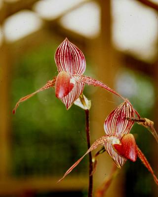 Rothchild Slipper Orchids