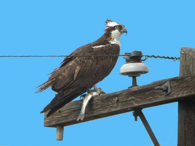 Osprey With Catch 0704-1j2  Wenas Lake