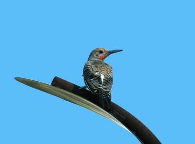 Gilded Flicker 0804-3j2 Papago Park, AZ