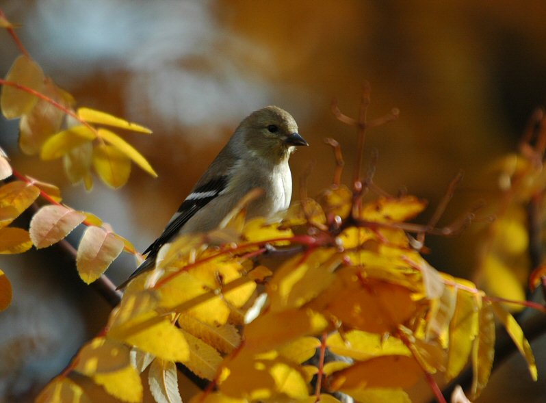 American Goldfinch 1104-4j  Yard