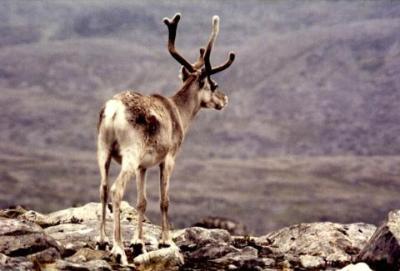 1982-08-08 Reindeer - North Cap, Norway