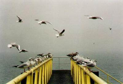 Gulls near Honfleur, Normandy