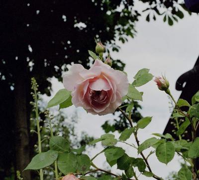 rose 003.jpg