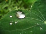 Rain on Nasturtium leaf 6.jpg