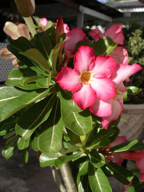 Desert Rose- Barbados 2004.jpg