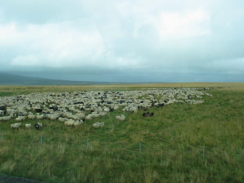 Annual Sheep Roundup