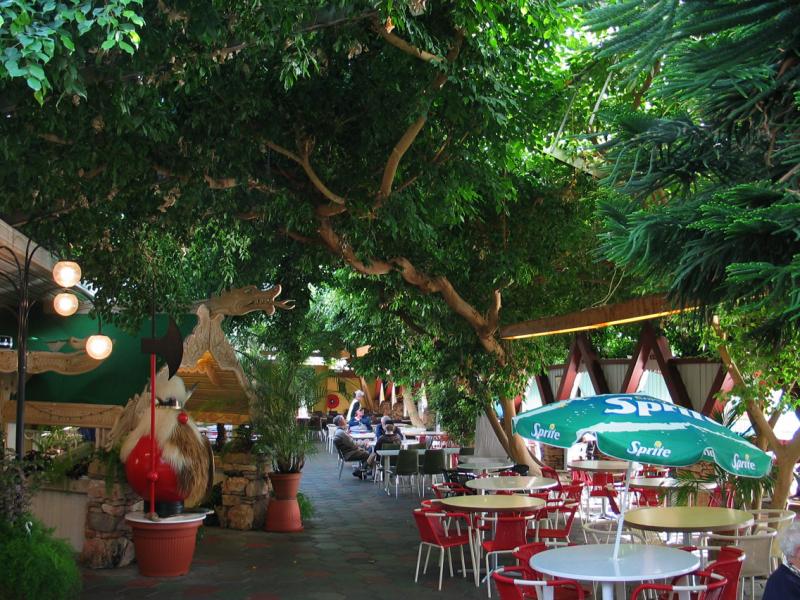 Coffeeshop Ficus