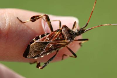 u21/plbh/medium/35113068.Bug_ph_0628.jpg