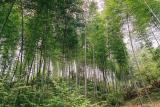 GUILIN BAMBOO FOREST