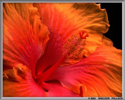 hibiscus-6.jpg