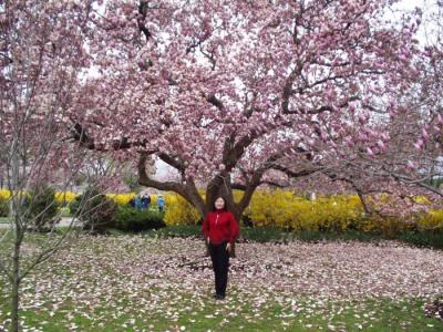 Cherry Blossom Festival