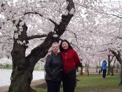 Cherry Blossom Festival