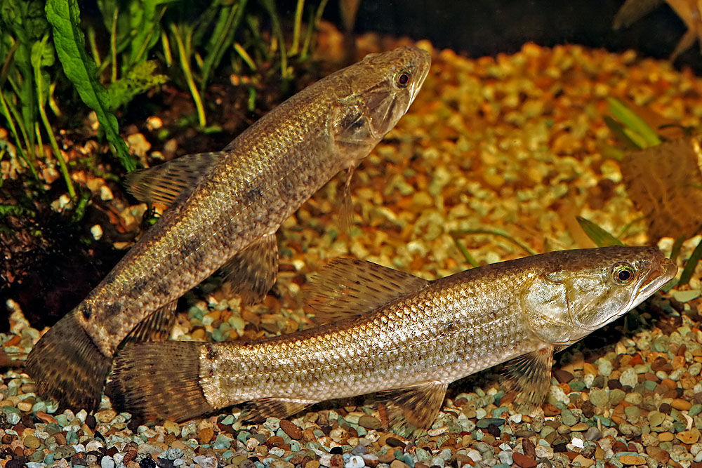 Hoplias malabaricus
