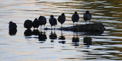 Coots.jpg