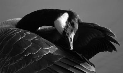 Goose bw.jpg
