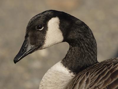 10-12-2004Canada Goose