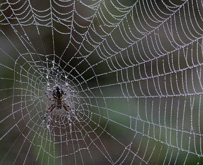 u21/ptkitty/medium/35106604.spideycopy.jpg