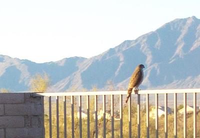 Hawk in my Backyard 3