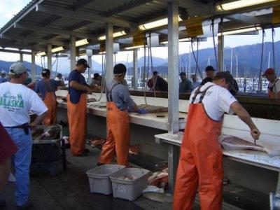 Cleaning the days catch at Seward.