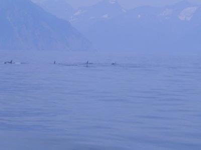 Found the orcas.