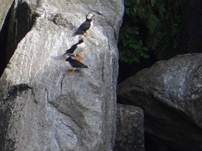 The captain took us in close to look at Puffins.