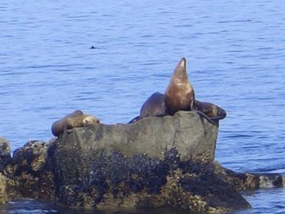 We also saw seals.