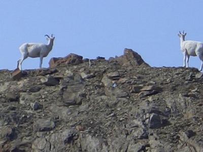On the way out of Seward we spotted mountain goats.