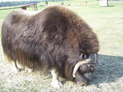 We saw this guy at a Musk Ox farm.