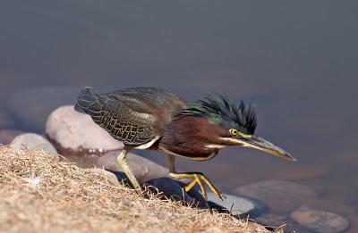 Green Heron