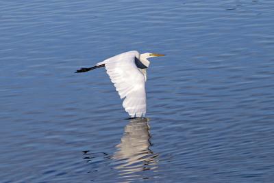 u21/rafael_enrique/medium/35143988.IMG_7270EgretWingDown.jpg