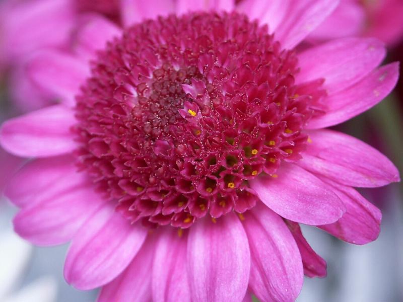 flower closeup