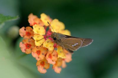 Tokyo - Lantana and a friend